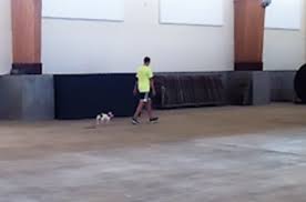 Earharts boxers michael earhart 15668 oakdale rd dallas, or 97338 phone: The Family Dog Is In Sync With Your Kids The New York Times