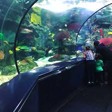 Experience The Wonders Of The Sea At Ripley S Aquarium Myrtle Beach South Carolina Photo Via Myrtle Beach Attractions Myrtle Beach Myrtle Beach Vacation