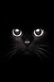 Here are 18 iphone wallpapers for bird lovers. Iphone Wallpapers Cat Group 59