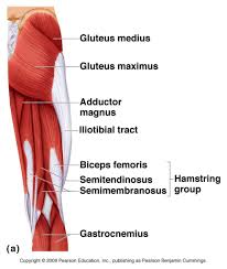 This muscle runs along the outside of the back of your thigh and attaches to the top of the fibula (the smaller of the two bones of your lower leg). Back Muscle Anatomy Pictures Tag Back Muscle Anatomy Diagram Human Anatomy Diagram Human Anatomy Diagra Hamstring Muscles Muscle Anatomy Thigh Muscle Anatomy