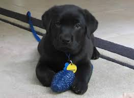 This will encourage your puppy to sleep peacefully through the night.4 x research source if you have a very young puppy, however, you will need to take them. Puppy S First Night At Home