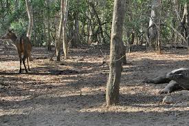 Maybe you would like to learn more about one of these? Ntt Bukan Hanya Punya Komodo Sebagai Satwa Langka