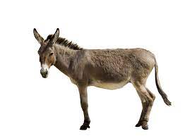 With clint eastwood, patrick l. Mule Definition And Meaning Collins English Dictionary