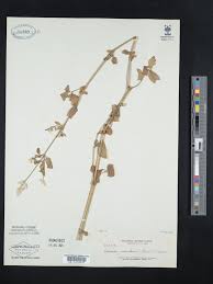 Image result for Aerva leucura