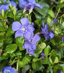 Image result for Vinca minor