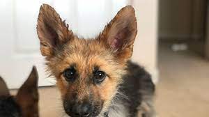 Funny grey american alsatian puppy photo and wallpaper. This German Shepherd Who Will Look Like A Puppy Forever Is The Best Thing On Instagram Cnn