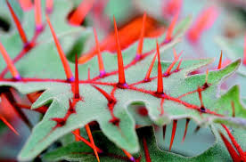 Image result for Dicerocaryum senecioides