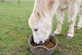 Feeding Older Horses With Ppid Ir Or Metabolic Disease The Horse