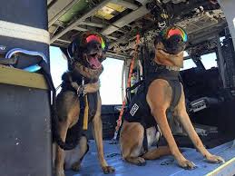 Pin By Brett Fisher On Hounds Horses Military Dogs Dog Soldiers Military Working Dogs