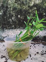 Cara menanam kangkung darat cukup mudah, yaitu dengan cara ditugal atau disebar langsung kelahan. Encik Sharul Tanam Kangkung Dalam Pasu
