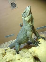 They are a heavy bodied animal much like the grand cayman blue iguana and have a tough, thick skin. Eastern Female Rhino Iguana Cyclura Cornuta Reptile Forums