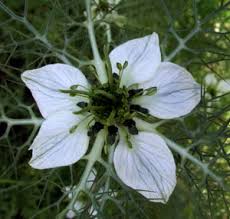 Nigella sativa (black caraway, also known as black cumin, nigella or kalonji) is an annual flowering plant in the family ranunculaceae, native to eastern europe (bulgaria, cyprus and romania) and western asia (turkey, iran and iraq), but naturalized over a much wider area, including parts of europe, northern africa and east to myanmar. Chernushka Posevnaya Lekarstvennoe Rastenie