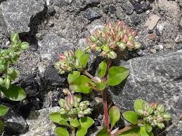 Image result for Polycarpon tetraphyllum