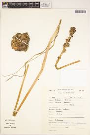 Image result for Albuca virens