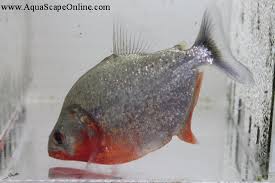 Image result for Phaulopsis sangana