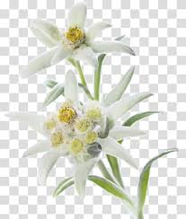 Edelweiss Transparent Background Png Cliparts Free Download Hiclipart See more ideas about edelweiss, edelweiss flower, edelweiss tattoo. edelweiss transparent background png