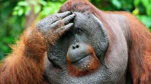 Tree plantation definition based on common meanings and most popular ways to define words related to tree plantation. Tell Unesco To Recognize Great Apes As Living World Heritage Rainforest Rescue