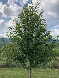 Image result for Prunus serotina