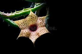 Image result for Huernia hislopii