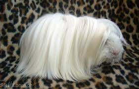 The longest haired guinea pig is the peruvian guinea pig. Pin On Pranks Of Mother Nature
