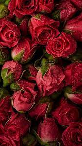 Red Roses Red Roses Walpapers Roses Redred Roses Red Roses Red Roses The Post Red Roses Red Rose Flower Wallpaper Beautiful Red Roses Rose Wallpaper
