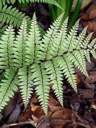 Image result for Limeum fenestratum