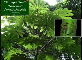 Image result for Cecropia