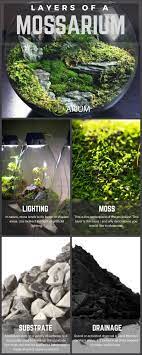 Mossarium Complete Care Guide How To Build Moss Terreriums Garden Terrarium Moss Garden Succulent Terrarium