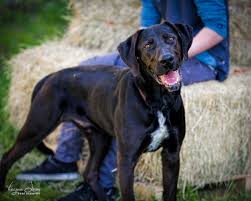 It is important that great dane and labrador mix puppies don't eat more than the recommended amount. Dog For Adoption Oso California A Black Labrador Retriever Great Dane Mix In Oakhurst Ca Petfinder