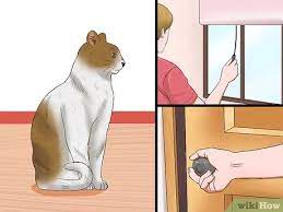 How To Stop A Male Cat From Spraying 11 Steps With Pictures