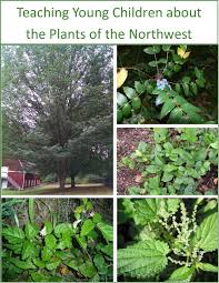 The area that presently comprise toronto is a part of the carolinian forest, although agricultural and urban developments destroyed significant portions of that life zone. Teaching Kids About Northwest Native Plants More Good Days Parenting Blog