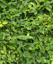 Sichtschutz Die 12 Besten Heckenpflanzen Heckenpflanzen Baume Pflanzen Hecke