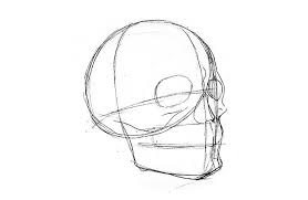A good picture requires a focus on technique and style. How To Draw A Skull Step By Step Adobe