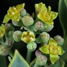 Image result for Osyris compressa