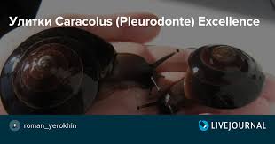 † caracolus aquilonaris bishop, 1979. Ulitki Caracolus Pleurodonte Excellence