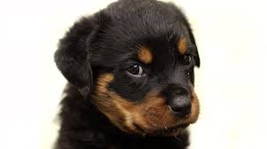 We did not find results for: Animal Lovers Looking For Pets In Lockdown Defrauded Of Nearly 300 000 In Two Months Action Fraud