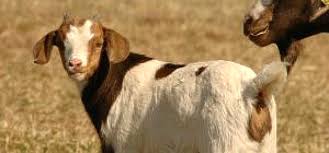 Contagious ecthyma, commonly called sore mouth, is a contagious, viral disease of goats and sheep known by several alternative names, including orf. What Are Some Diseases Goats Can Transmit To Humans Goats
