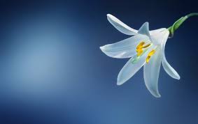 (flower) a plant cultivated for its blooms or blossoms. Dgreetings On Twitter Find Information On Types Of White Flowers Https T Co F9ogmrlhpc Flower Information Typesofwhiteflowers Whiteflowers Https T Co Xj6qe623rt