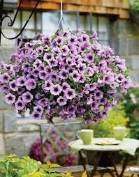 Jenis jenis tanaman hias gantung yang paling diminati | ornamental plants beli tanaman hias gantung. 15 Jenis Tanaman Hias Gantung Yang Cantik Dan Mudah Dirawat Blog Unik