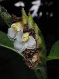 Image result for Ctenanthe marantifolia