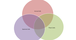 Maybe you would like to learn more about one of these? Bacterial Animal Plant Cell Venn Diagram Pdf Google Drive