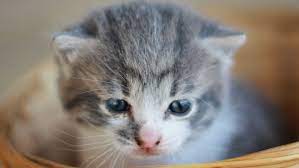 Help My Kitten Has Hiccups Kitty Help Desk