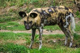 Hyena mempunyai strata sosial lebih tinggi dari jenis lainnya dan dapat mempertahankan wilayahnya dengan cara memanggil rekan mereka. Hsppl6seyhsnqm