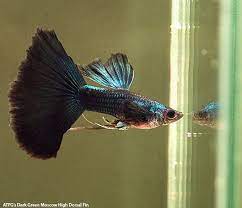 pin von a quatics com auf peces guppy guppy fisch guppy fische