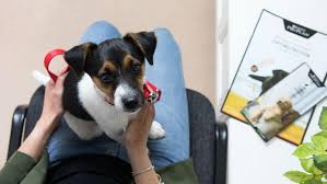 Grooming is available to a limited to a few. Your Puppy S First Vet Visit Purina
