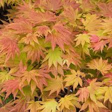 Small Rounded Ornamental Tree With Palmate Leaves That Resemble Small Fans Is A Knockout For T Japanese Garden Design Japanese Garden Japanese Maple Varieties