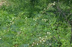 Image result for Acacia angustissima
