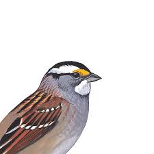 Birds Of Eastern North America Sibley S Backyard Birds Of Eastern North America Poster Backyard Birds Sibley Sibley Guide To Birds