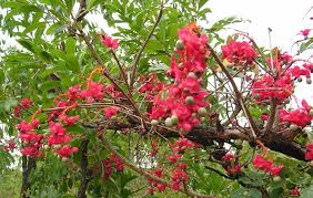 Image result for Ochna pulchra