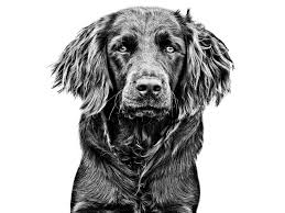 Image result for německý křepelák postava